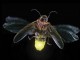 fireflies tour